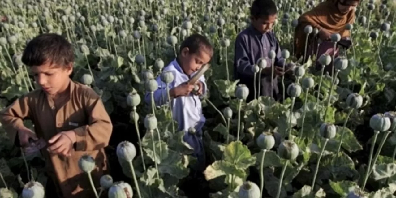 L’AFGHANISTAN  DIPENDE DALLA PRODUZIONE E DAL CONSUMO DI DROGHE