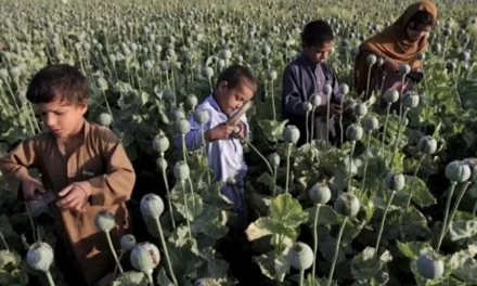 L’AFGHANISTAN  DIPENDE DALLA PRODUZIONE E DAL CONSUMO DI DROGHE
