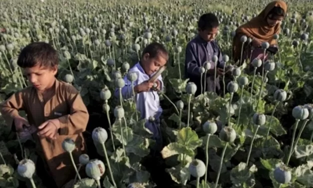 L’AFGHANISTAN  DIPENDE DALLA PRODUZIONE E DAL CONSUMO DI DROGHE