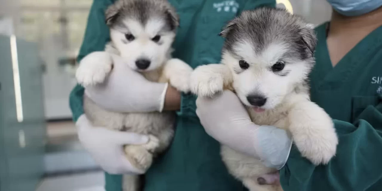 In Cina la clonazione degli animali domestici è un nuovo business