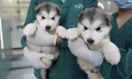 In Cina la clonazione degli animali domestici è un nuovo business