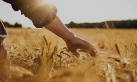 Il Grano: Simbolo di Dialogo Interculturale, Ecologia Integrale e Giustizia Sociale