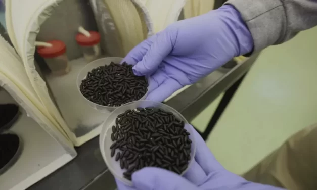 Le mosche che salvano il bestiame