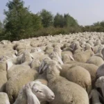 La croce non è uno slogan: a Natale il Verbo smaschera i cristiani da gregge