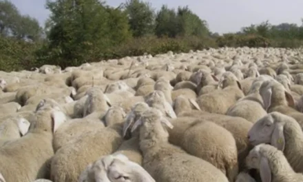 La croce non è uno slogan: a Natale il Verbo smaschera i cristiani da gregge