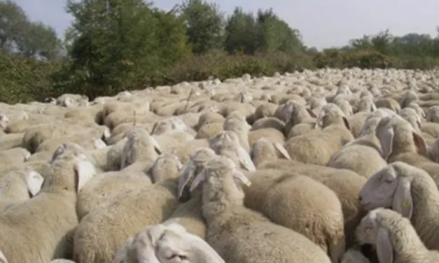 La croce non è uno slogan: a Natale il Verbo smaschera i cristiani da gregge