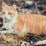 Incendi in Calabria, gatti usati come inneschi: la crudeltà che brucia l’uomo prima ancora dei boschi
